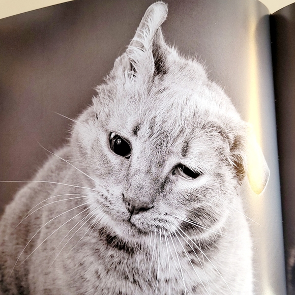 Shake Cats ● Lick Cats Book By Carli Davidson - Hardcover - Picture 6 of 12